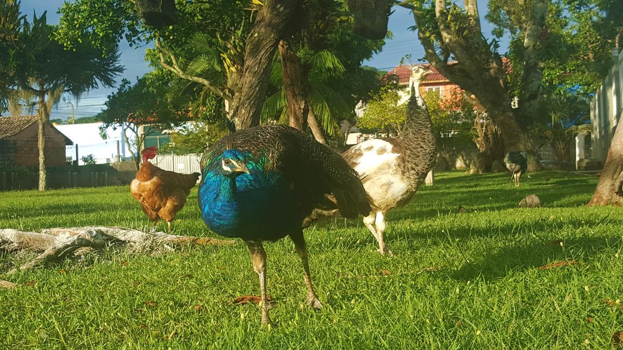 Pousada Pavao Branco Florianopolis Luaran gambar