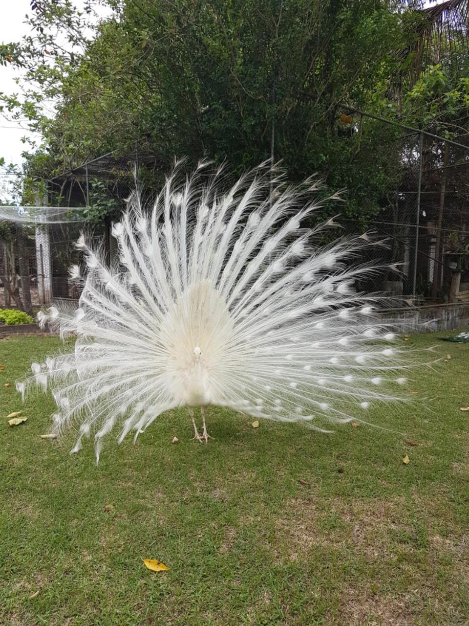 Pousada Pavao Branco Florianopolis Luaran gambar