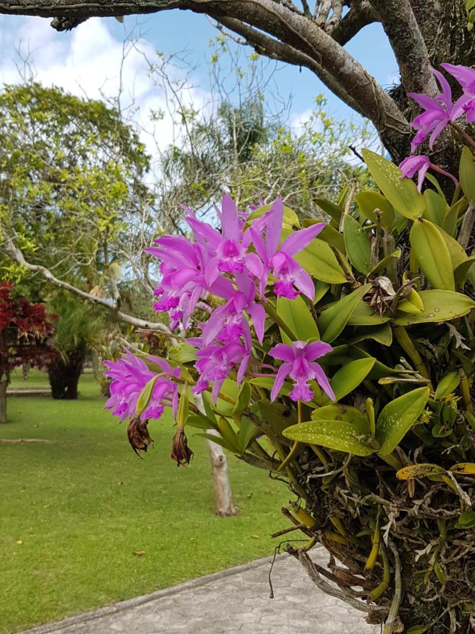 Pousada Pavao Branco Florianopolis Luaran gambar